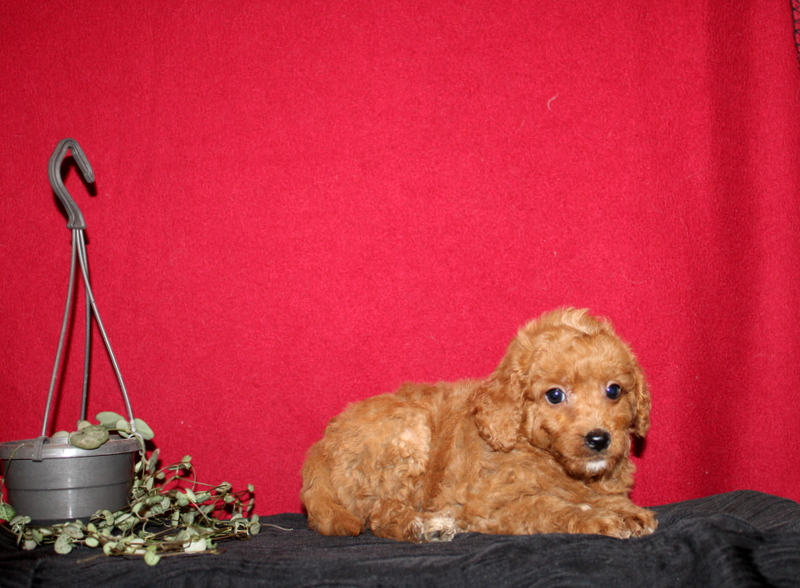 puppy, for, sale, Mini GoldenDoodle F2BB, Matthew B. Stoltzfus, dog, breeder, Gap, PA, dog-breeder, puppy-for-sale, forsale, nearby, find, puppyfind, locator, puppylocator, aca